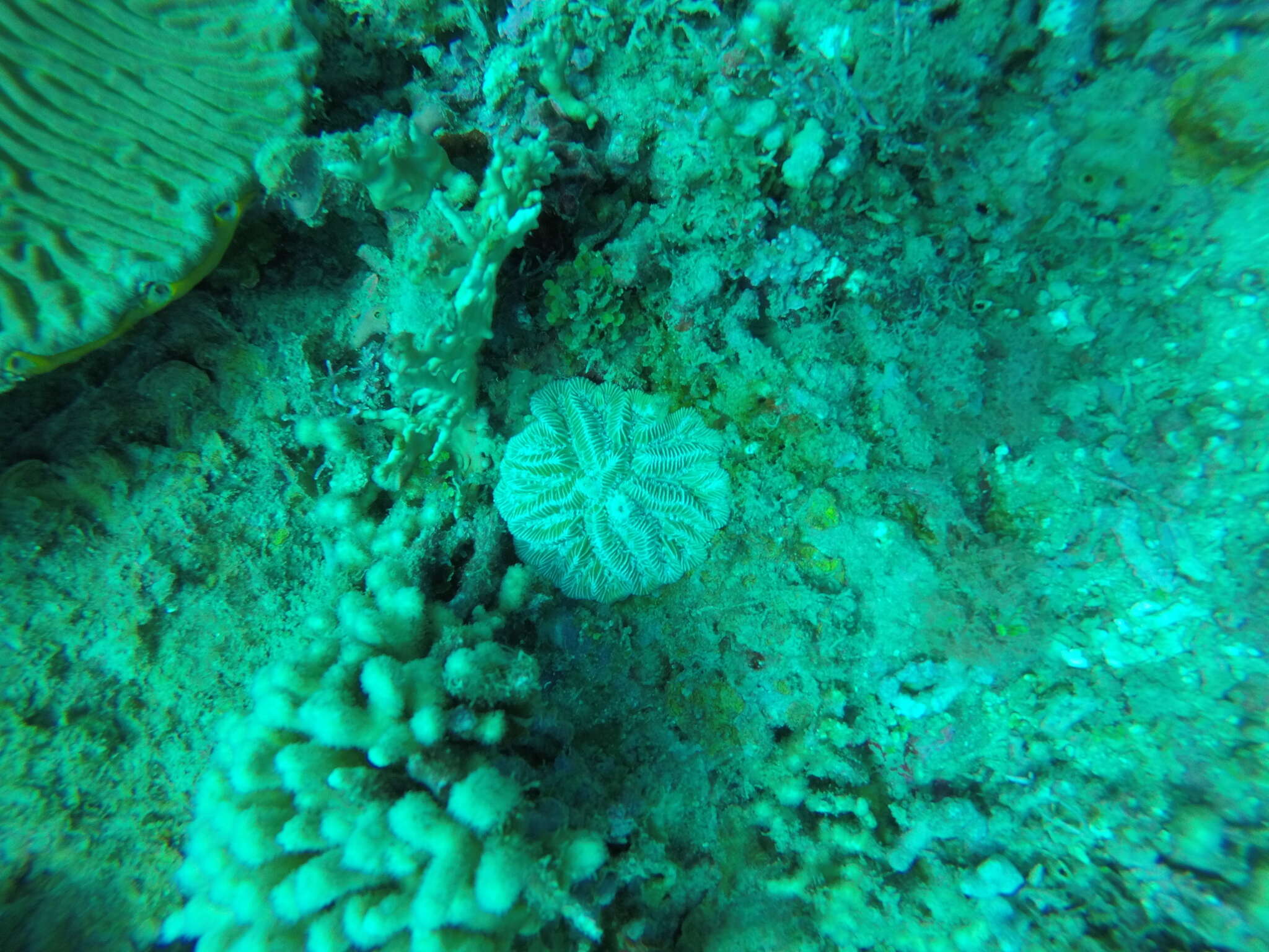 Image of Maze Coral