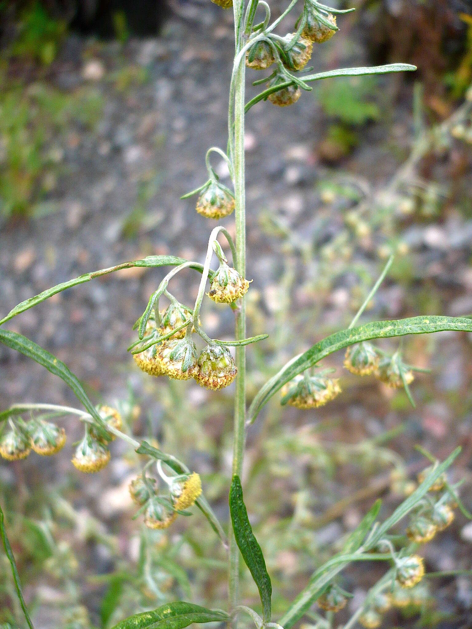 Image de Artemisia sieversiana Ehrh. ex Willd.