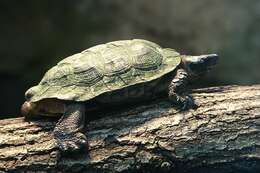 Image of Scorpion mud turtle