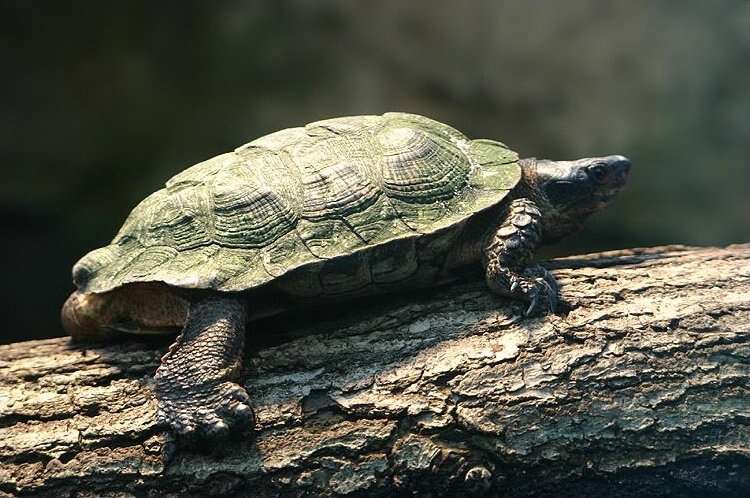 Image of Scorpion mud turtle