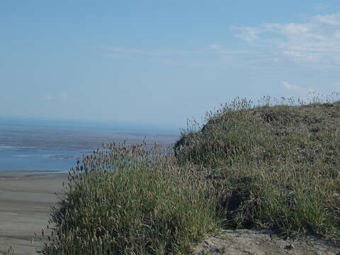 Image of American dunegrass