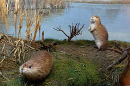 Image of muskrat