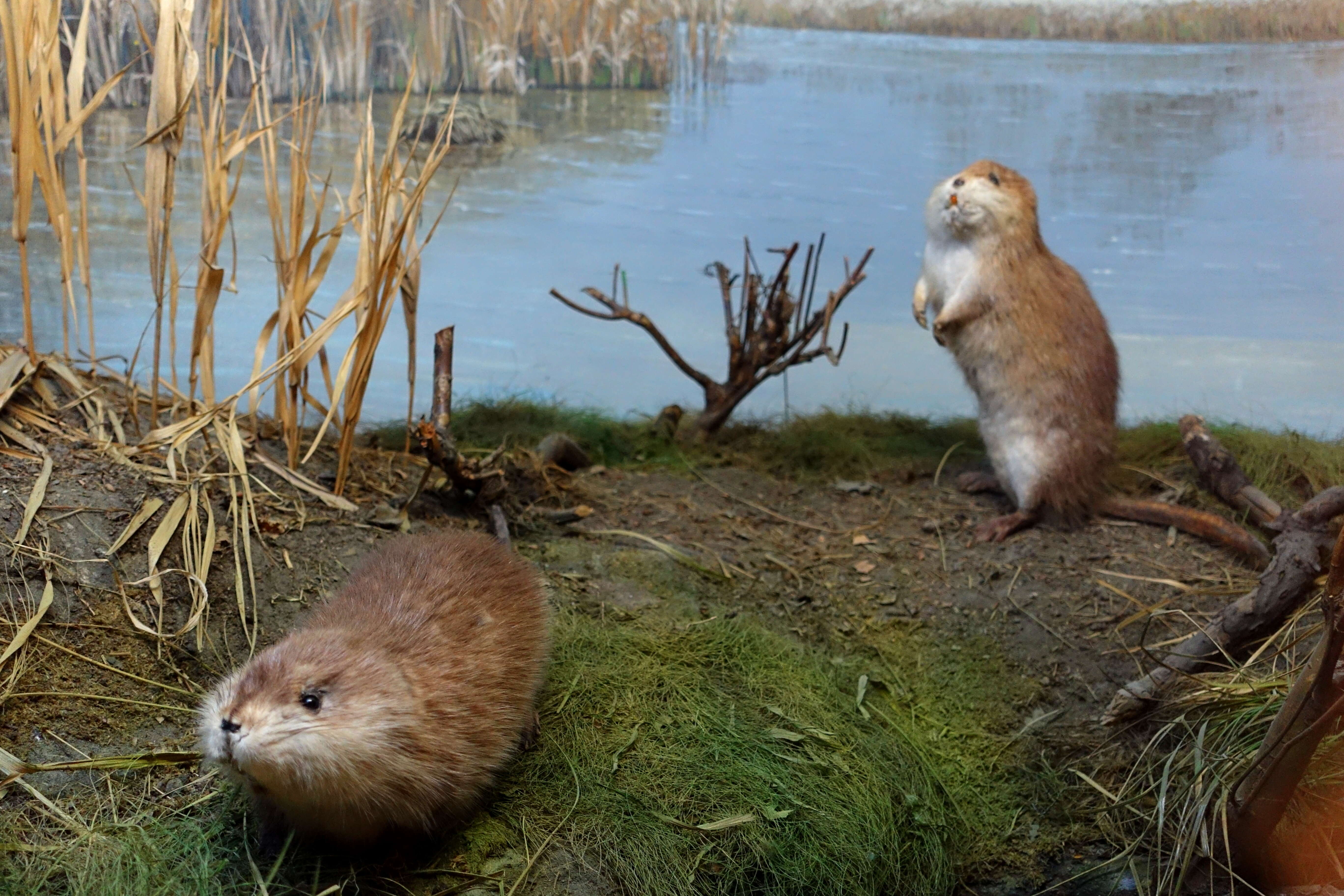 Image of muskrat