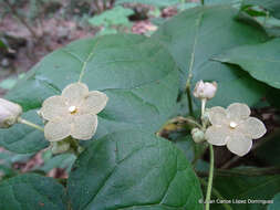 Image of Matelea velutina (Schltdl.) R. E. Woodson