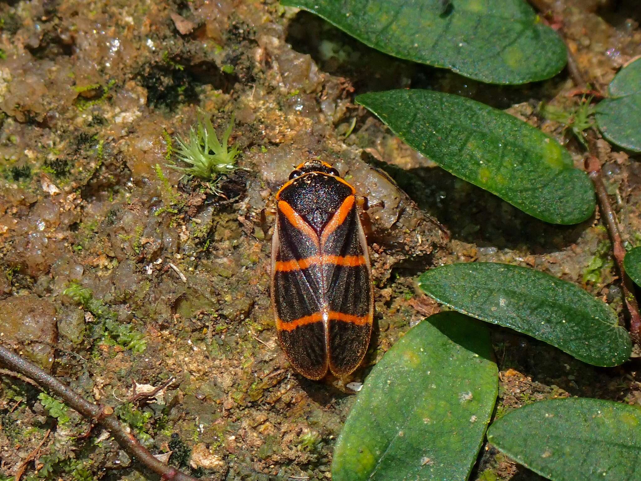 Image of Phymatostetha circumducta (Walker 1858)