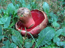 Image of Rubroboletus rhodosanguineus (Both) Kuan Zhao & Zhu L. Yang 2014