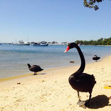 Image of Black Swan