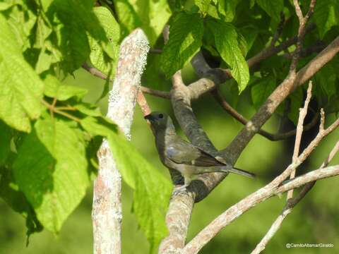 Image of Palm Tanager