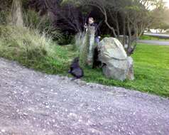 Image of Antipodean Fur Seal