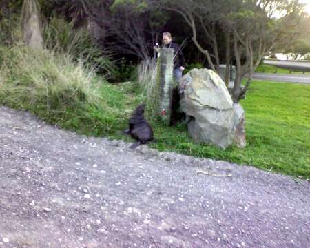 Image of Antipodean Fur Seal