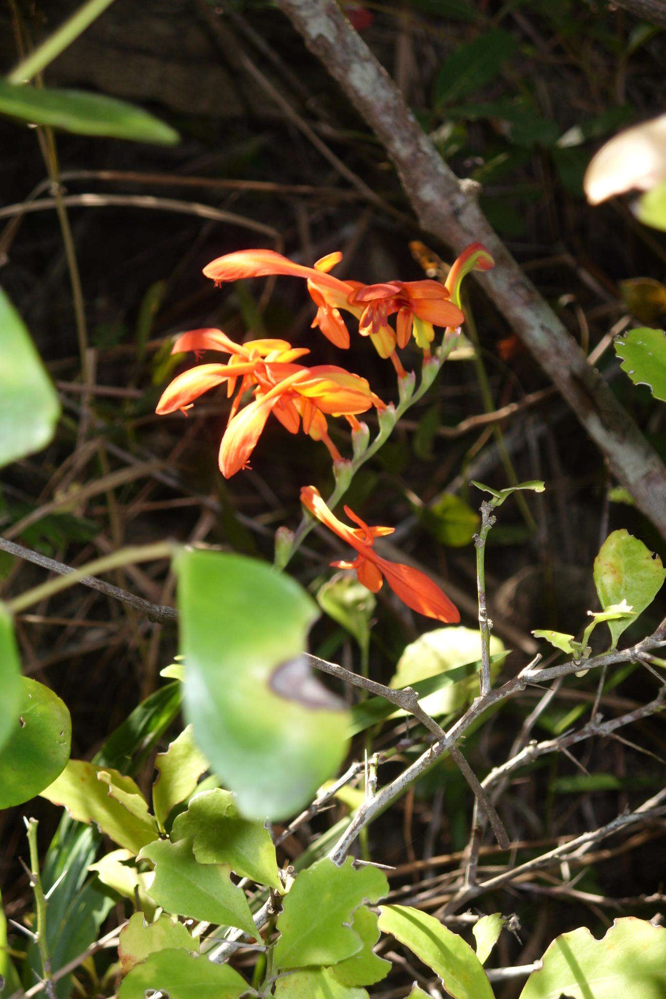 Chasmanthe aethiopica (L.) N. E. Br.的圖片