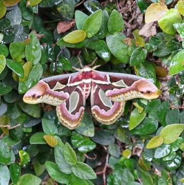 Image of Rothchild's Atlas Moth