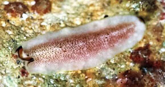 Image of white and purple flatworm