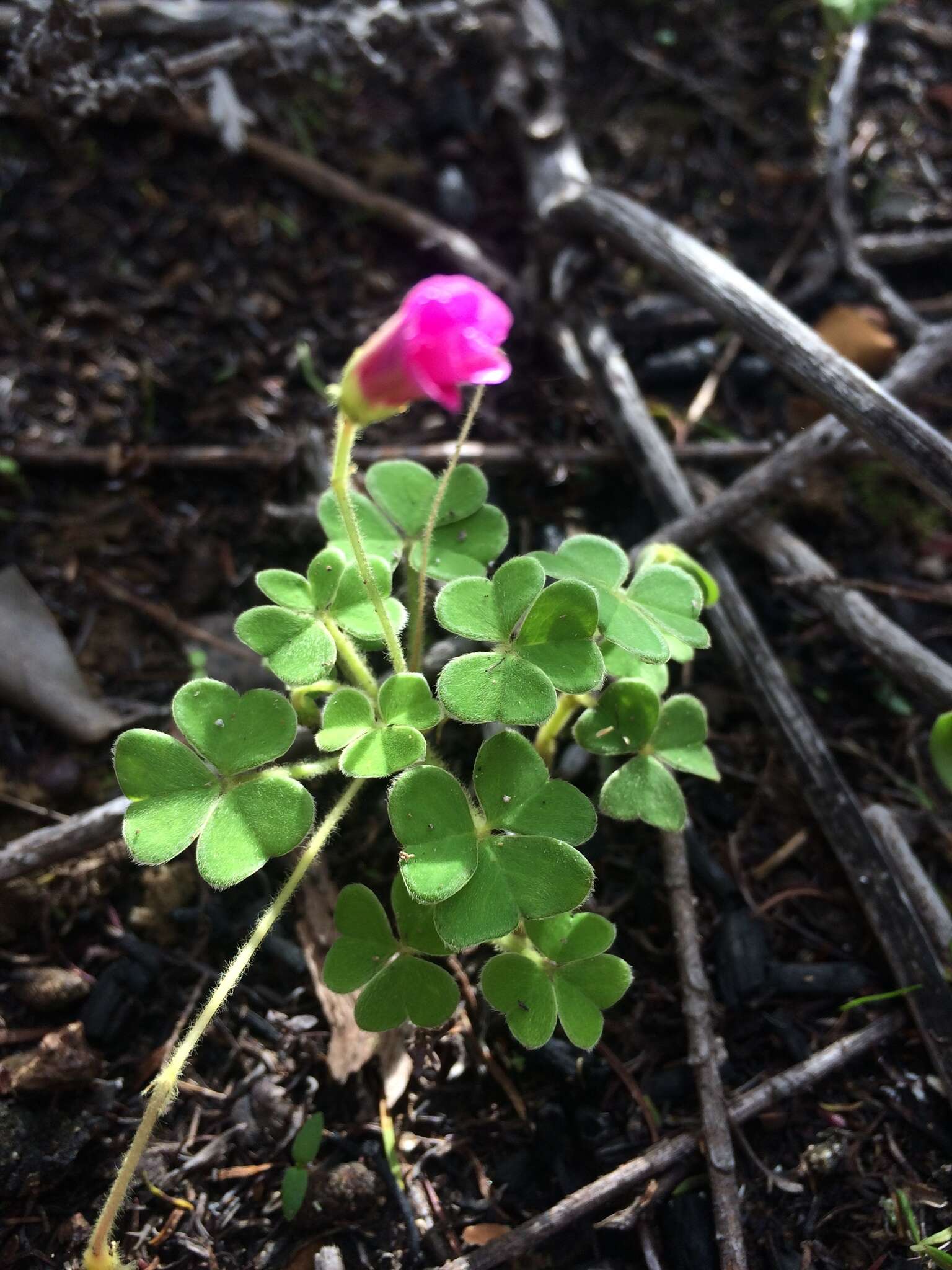 Image of Oxalis lanata var. rosea T. M. Salter