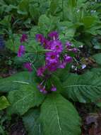 Plancia ëd Primula japonica A. Gray