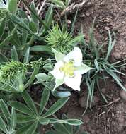 Image de Calochortus lyallii Baker