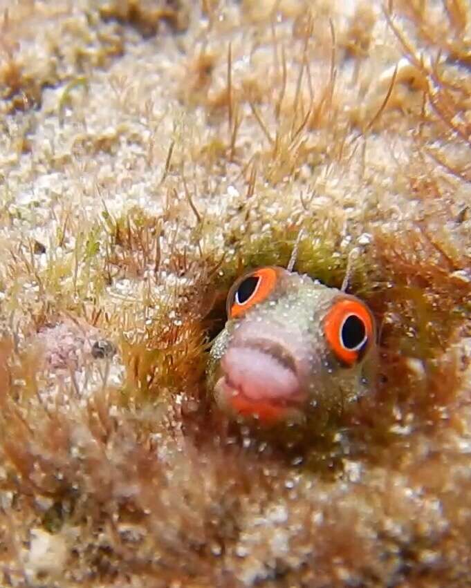 Image of Hancock's Blenny