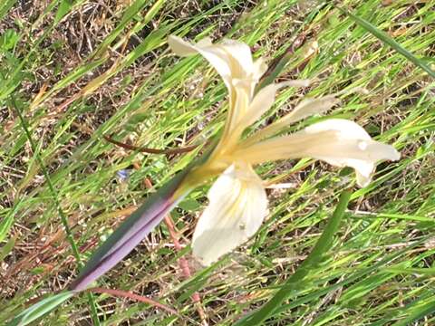 صورة Iris fernaldii R. C. Foster