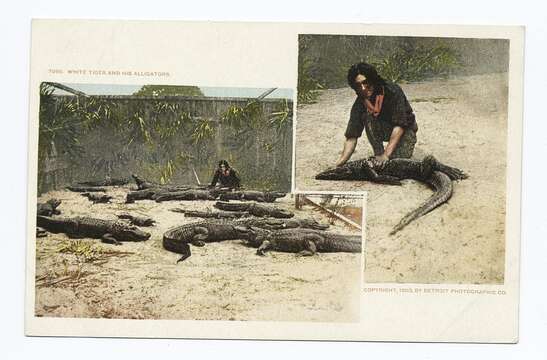 Image of alligators