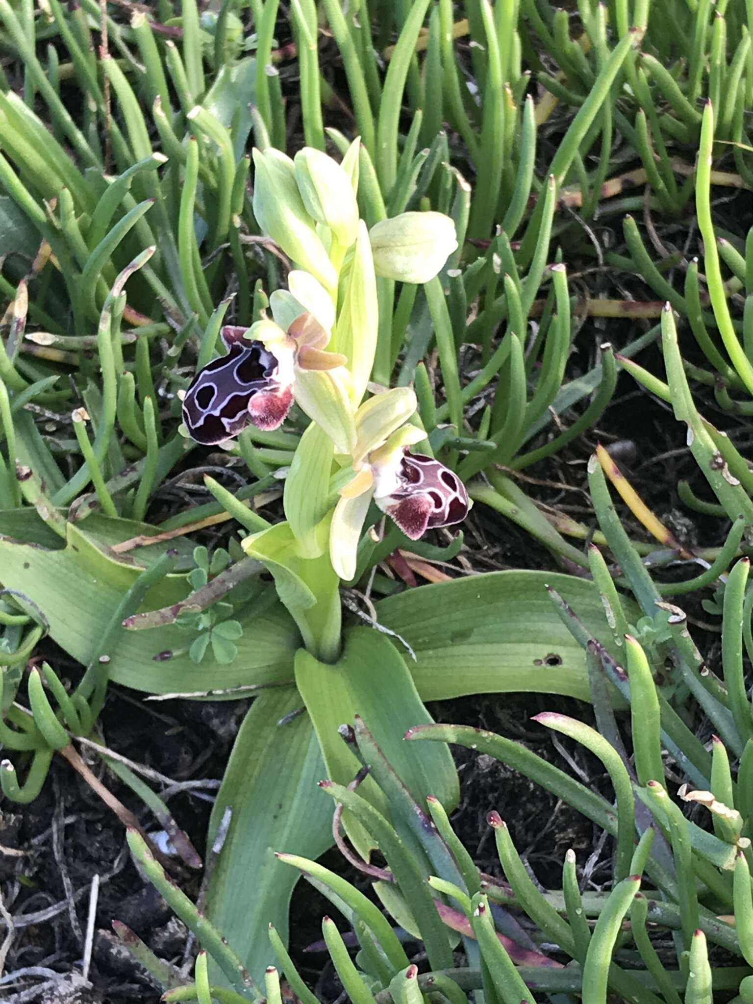 Image of Kotschy's Ophrys