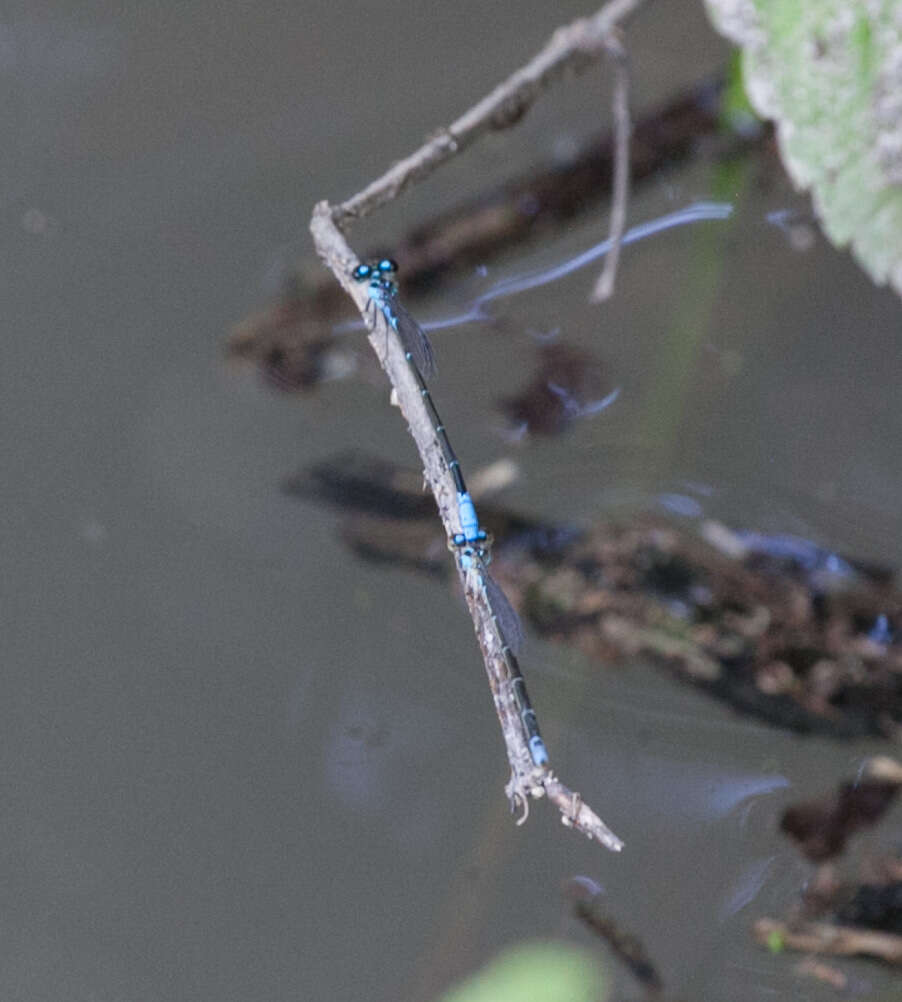 Image of Acanthagrion quadratum Selys 1876