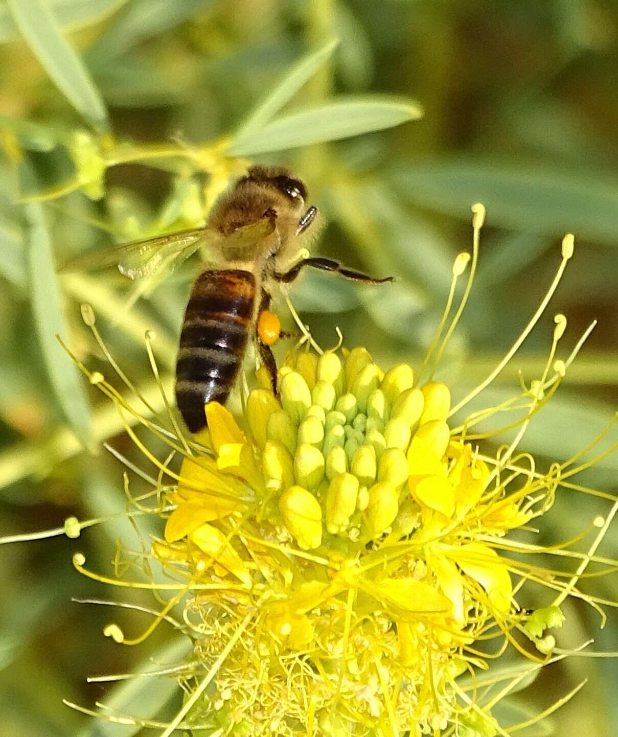 Image of Palmer's wislizenia