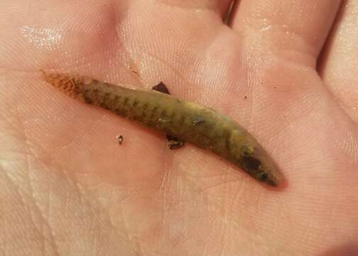 Image of Fantail Darter