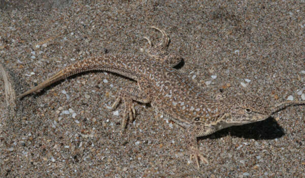 Image of Many-spotted Tree Iguana