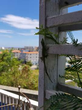 Image of Cuban green anole