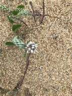 Image of Polygala cyparissias A. St.-Hil.