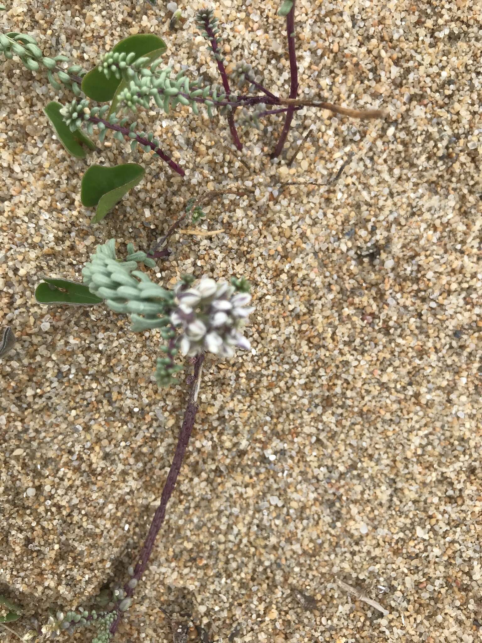 Image of Polygala cyparissias A. St.-Hil.