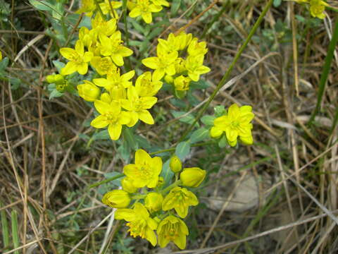 Image of Haplophyllum thesioides (Fischer ex DC.) G. Don fil.