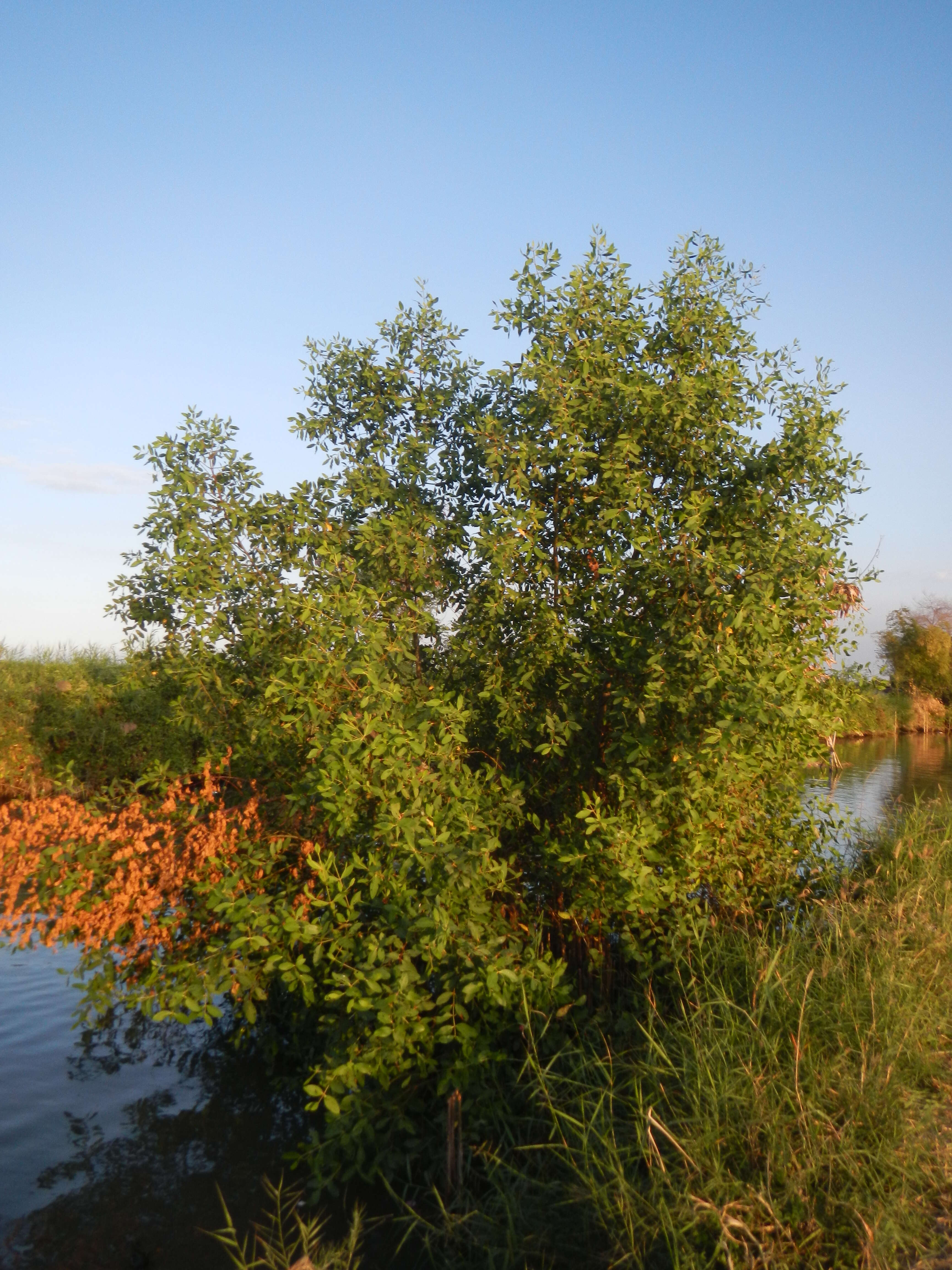 Image of Sonneratia caseolaris (L.) A. Engl.