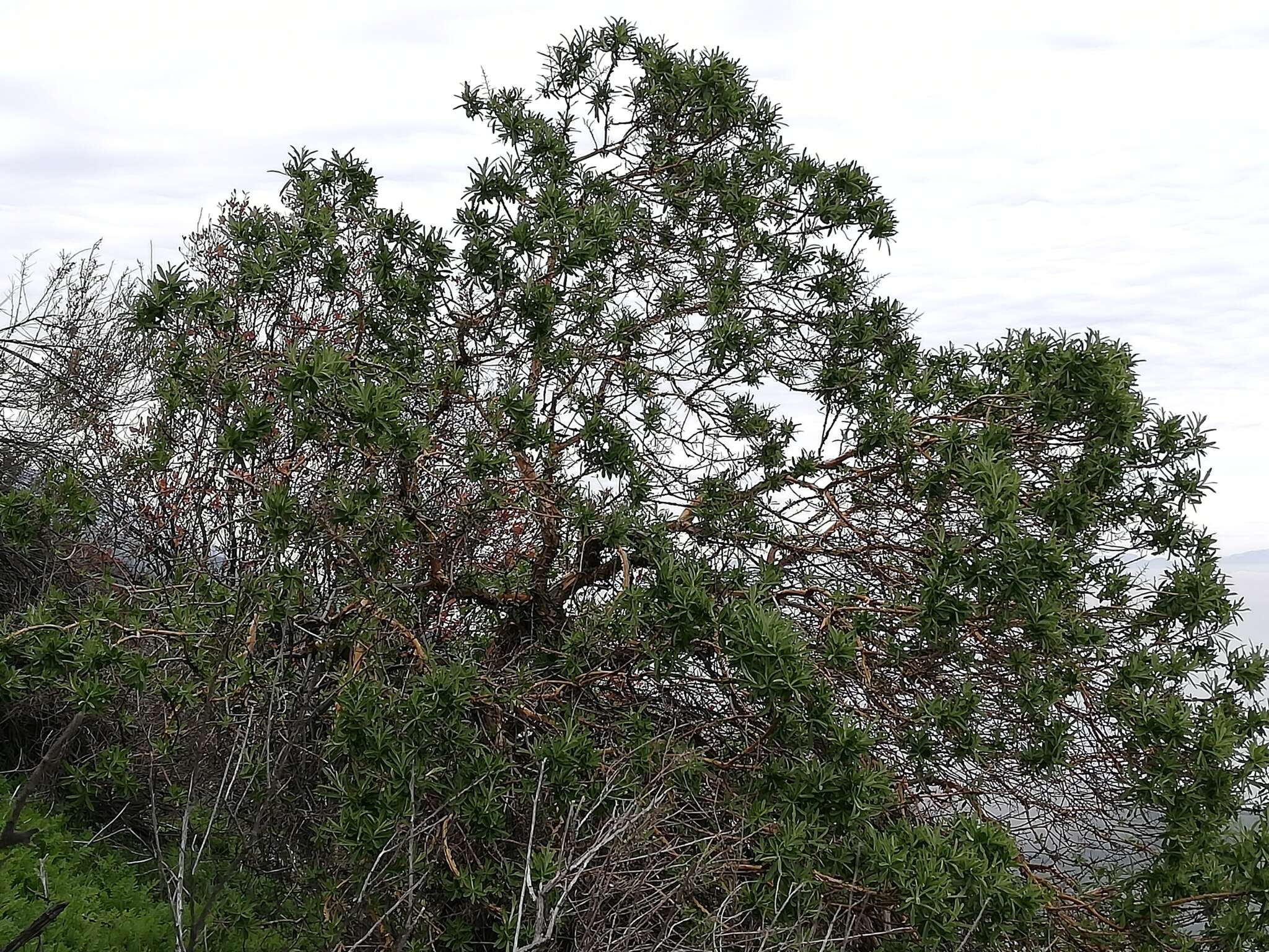 Image de Proustia cuneifolia D. Don