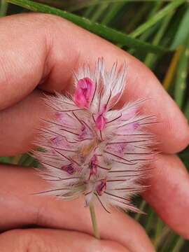 Image of Ebenus pinnata Aiton