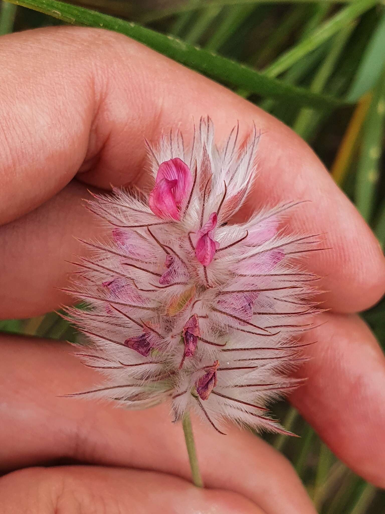 Sivun Ebenus pinnata Aiton kuva