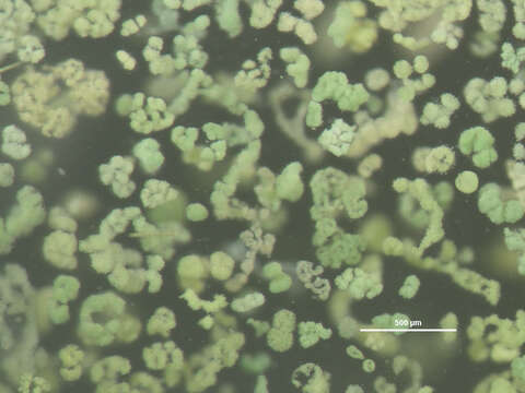 Plancia ëd Microcystis Lemmermann 1907