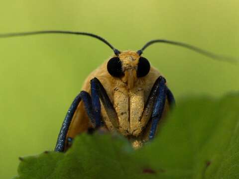 Image of four-spotted footman