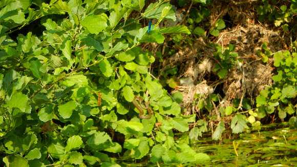 Image of Banded Agrion