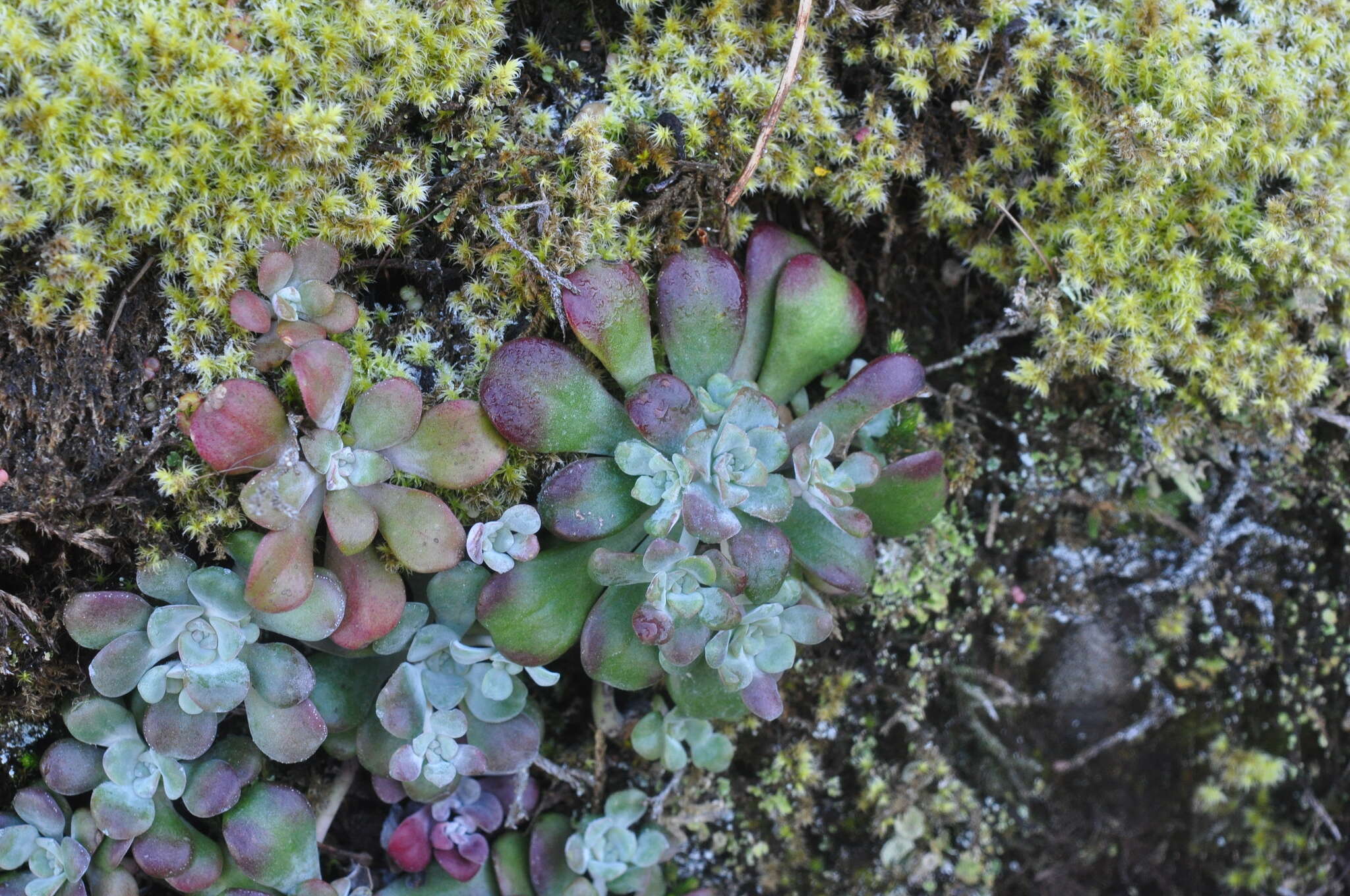 Imagem de Sedum spathulifolium Hook.