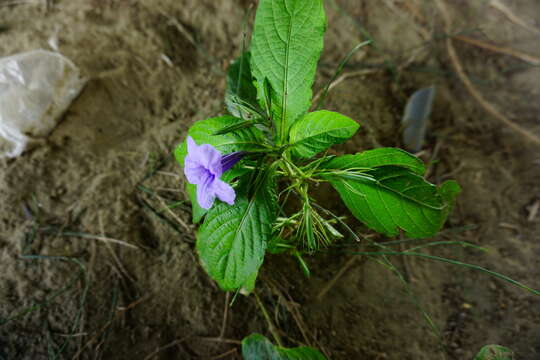 Imagem de Ruellia tuberosa L.