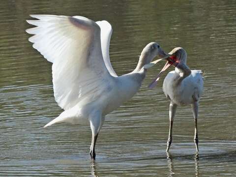 Imagem de Platalea flavipes Gould 1838