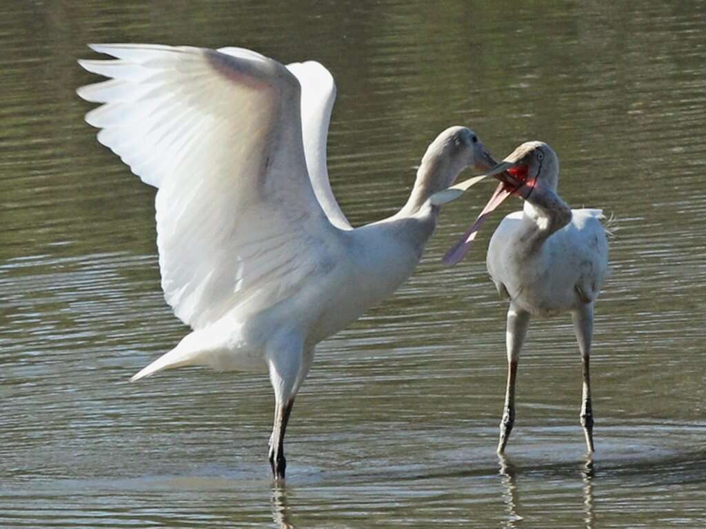 Imagem de Platalea flavipes Gould 1838