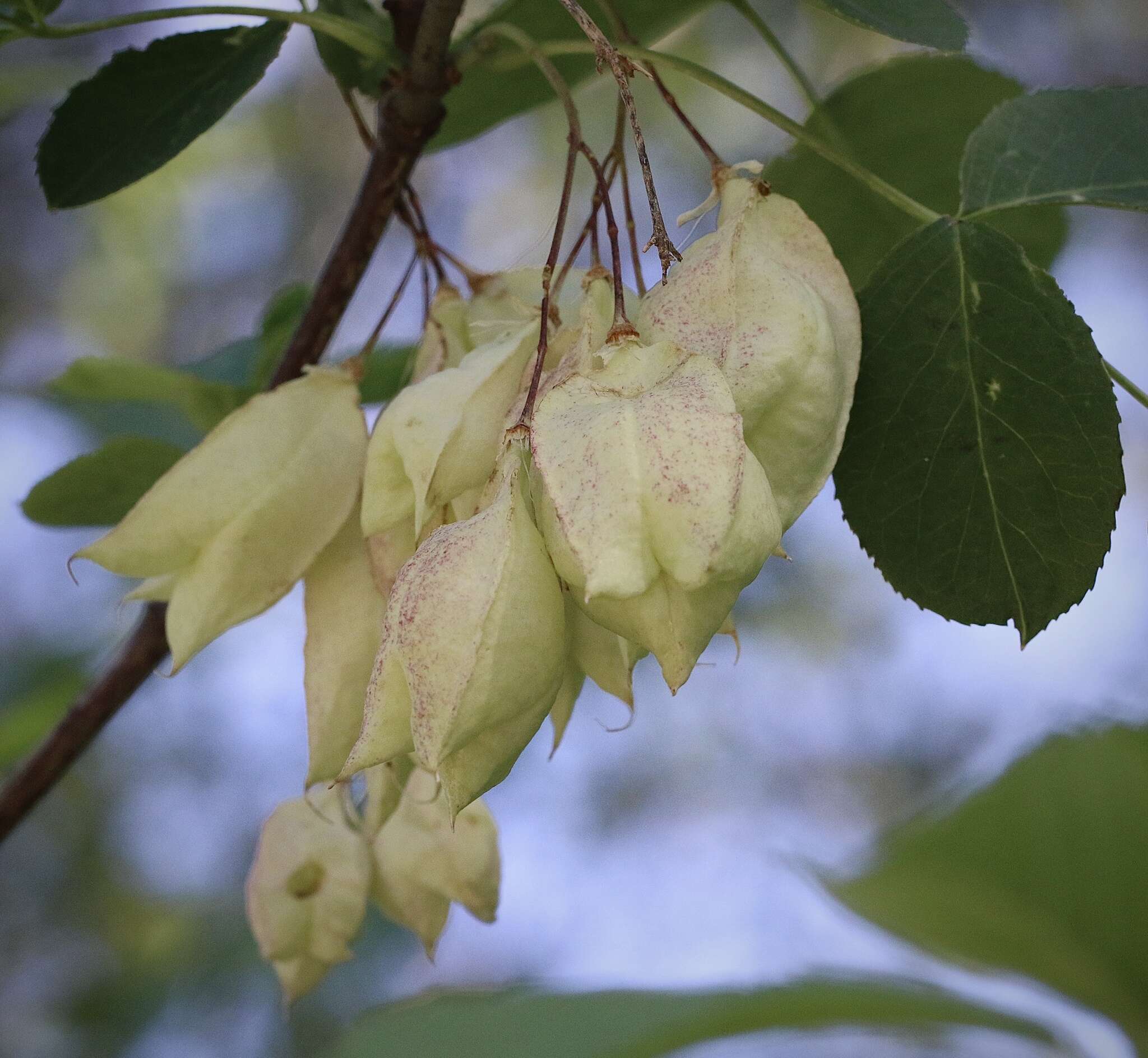 Image of Sierra bladdernut