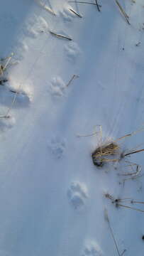 Image of Eurasian lynx