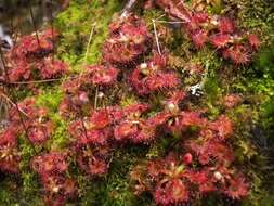 Image of spoonleaf sundew