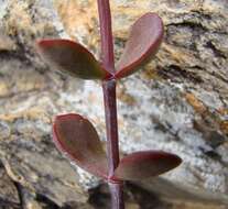 Image of <i>Crassula <i>atropurpurea</i></i> var. atropurpurea