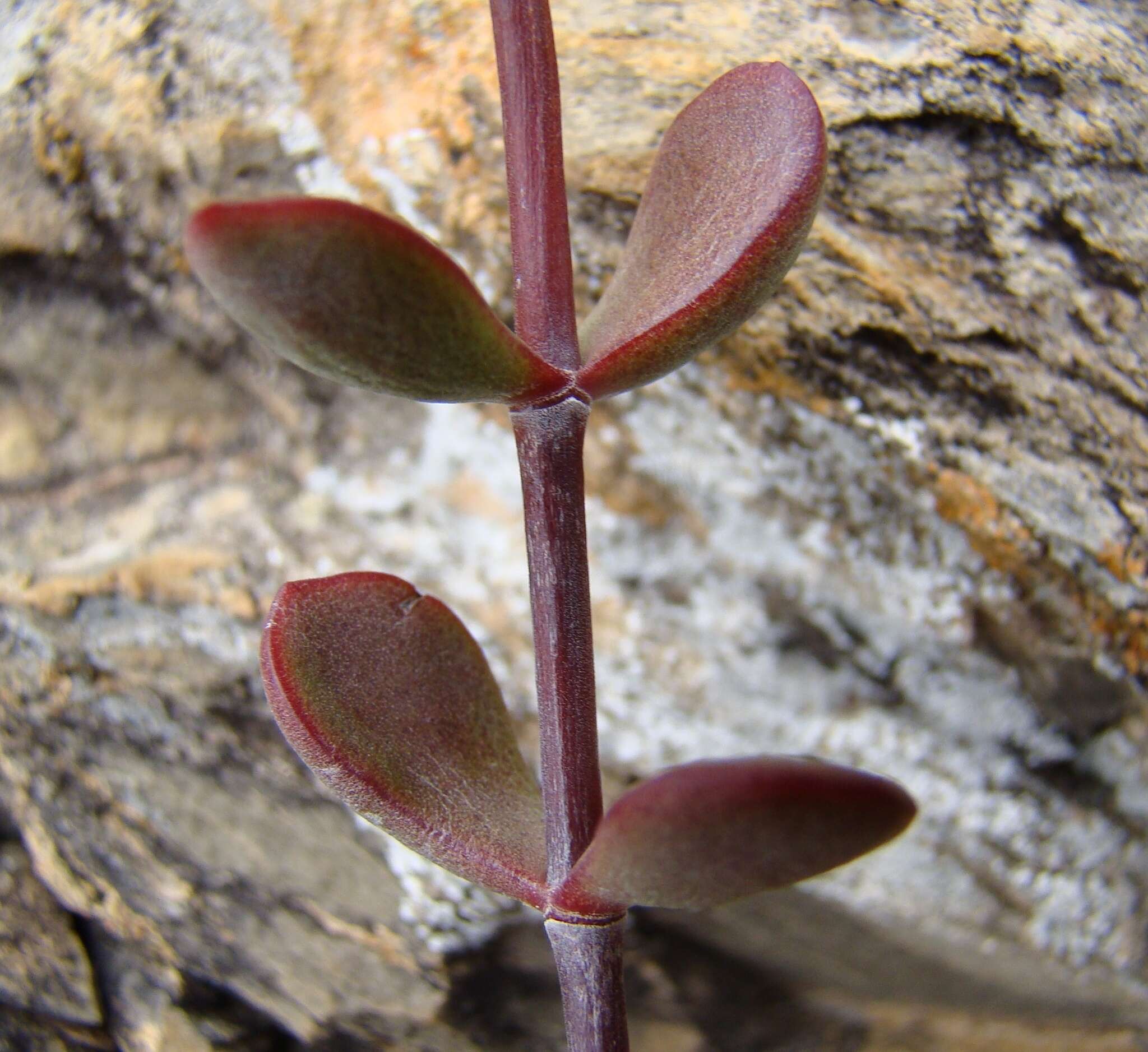 Image of <i>Crassula <i>atropurpurea</i></i> var. atropurpurea