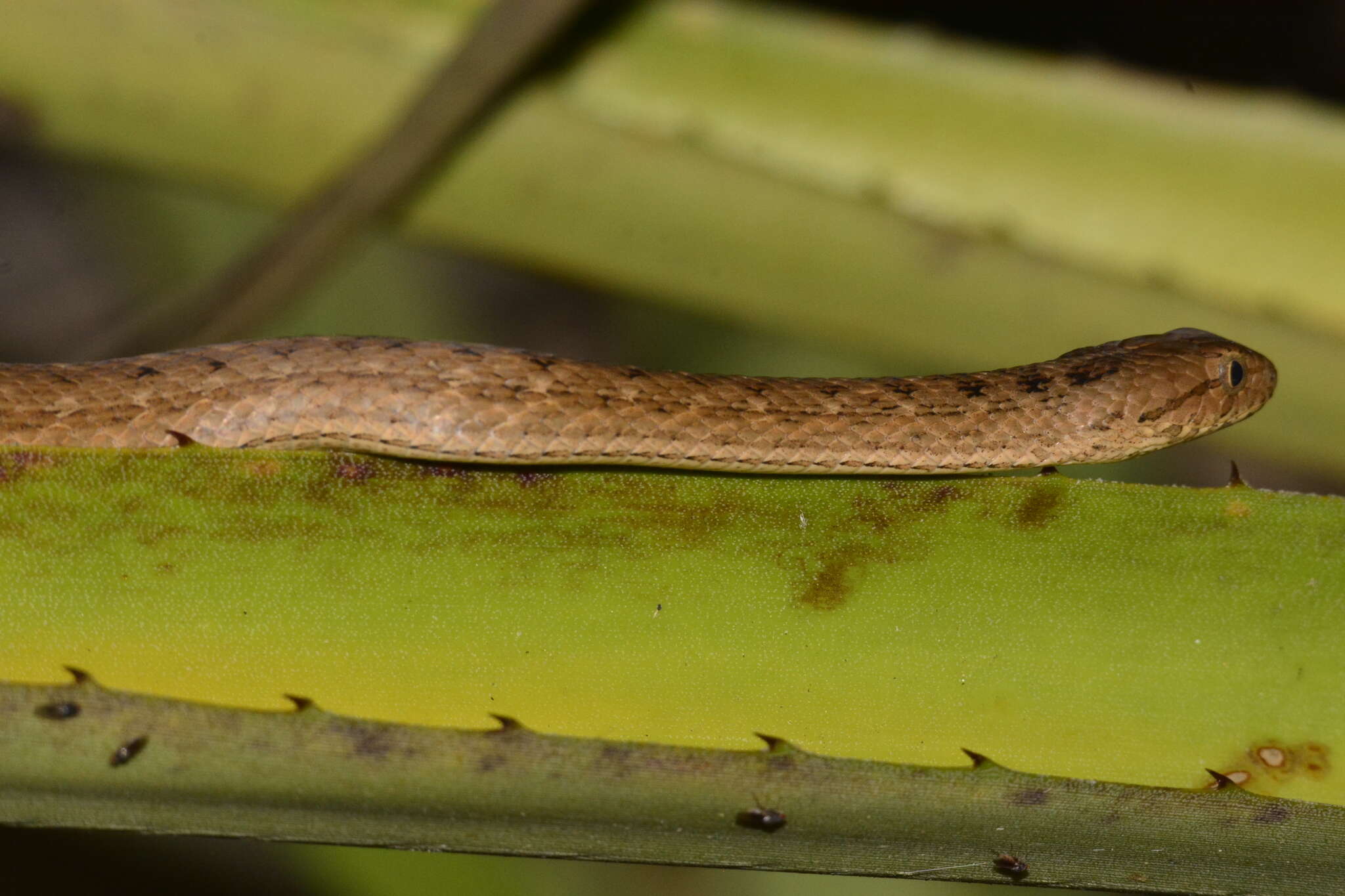 Image of Thamnodynastes sertanejo Bailey, Thomas & da Silva 2005