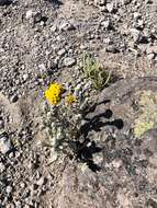 Image of Helichrysum forskahlii var. compactum (Vatke) Mesfin Tadesse